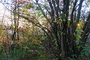 72 Colori d'autunno dei castagni